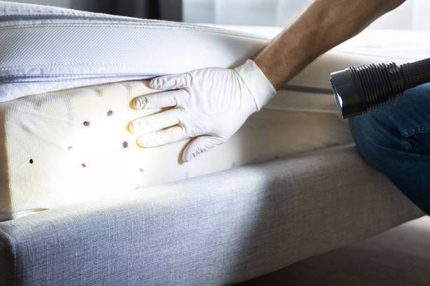 Best Emergency Pest Control  in Ellis, KS