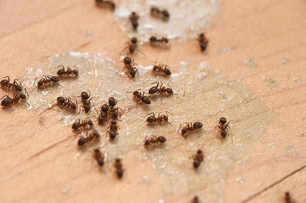 Flea Control Services in Ellis, KS