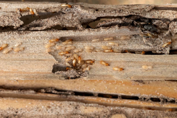 Best Wasp Removal Services  in Ellis, KS